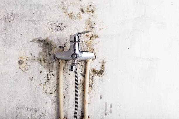 Best Professional Mold Removal  in Santa Clara, NM