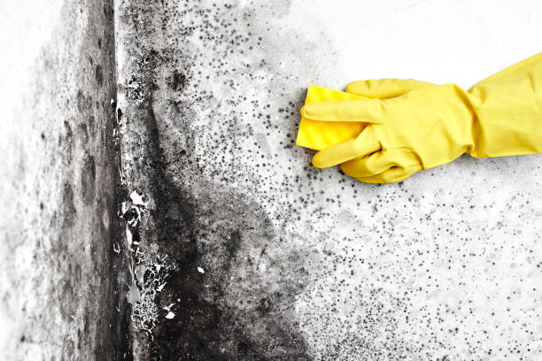 Best Commercial Mold Removal  in Santa Clara, NM