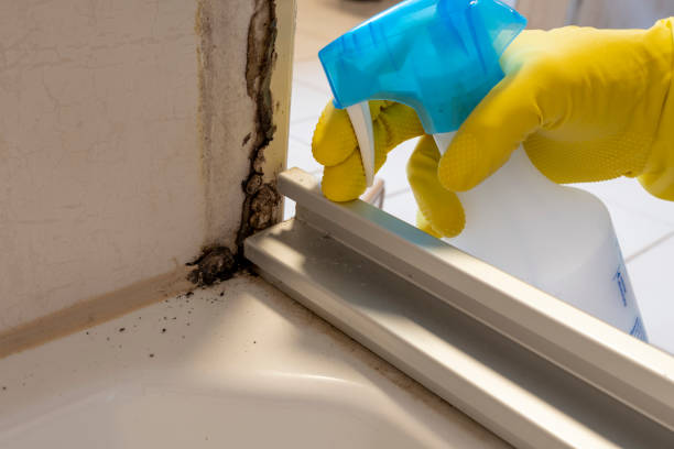 Mold Removal and Inspection in Santa Clara, NM