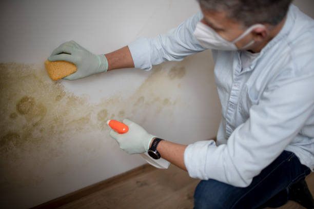 Best Fast Mold Removal  in Santa Clara, NM
