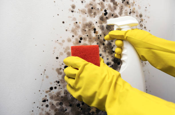 Best Crawl Space Mold Removal  in Santa Clara, NM
